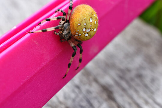 A close up image of a very large and pretty Orb Spider on a pink fence peg.