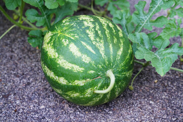close up on watermelon growing in the home garden