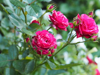 Red roses growing in the garden with white stripes on a natural green background. Place for text.