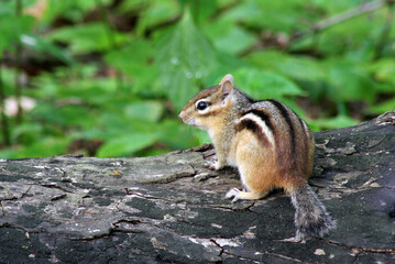 Naklejka na ściany i meble Eastern Chipmunk looking alert as it stands on a log with green plants in background.
