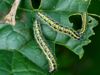 Caterpillars of the large white butterfly, Pieris brassicae, feeding on a cabbage leaf