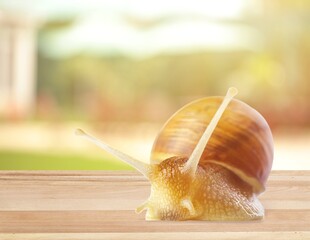 Snail.