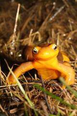 A male California Newt (Taricha torosa) waits on the edge of a pond during breeding season. 