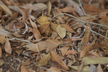 Fototapeta na wymiar textura e fundo de folhas e galhos secos