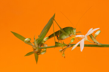 Photograph of a green grasshopper, green locust, scientific name Tettigonia viridissima on a branch with a flower in orange background.