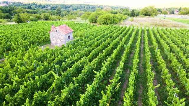 Survol d'une vigne &agrave; basse altitude vue a&eacute;rienne maison traditionnelle au coeur du vignoble