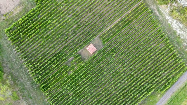 Vue a&eacute;rienne drone cercle autour d'une maison traditionnelle au milieu des vignes vertes dans un vignoble
