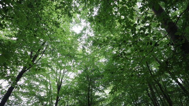 waldweg, elfringhauser schweiz, elfringhauserschweiz, wuppertal, hattingen, sprockh&ouml;vel, bergischesland, bergisches land, ruhrgebiet, ruhrpott, wandern, wanderlust, deutschland