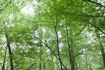 Forêt en lumière