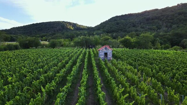 Vue a&eacute;rienne drone survol d'un vignoble de vin avec cabane en pierre dans la campagne
