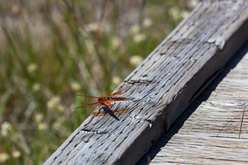 Flame Skimmer Dragonfly at Yellowstone National Park