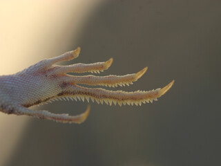 Close-up photo of the special toes of the fringe-toed lizard (Uma scoparia). The fringes are an...