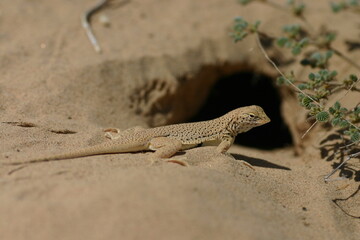 A fringe-toed lizard (Uma scoparia) sits in the sand outside a burrow. 