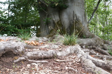 Racines d'arbre