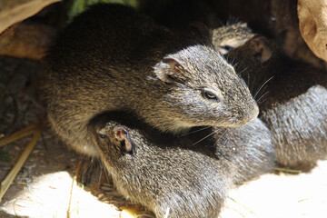 Wildmeerschweinchen