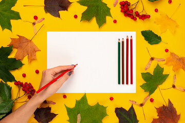 Naklejka na ściany i meble Autumn flat lay of white sheet of paper, colored pencils and autumn leaves and rowan. A female hand is about to write in pencil. Back to school.
