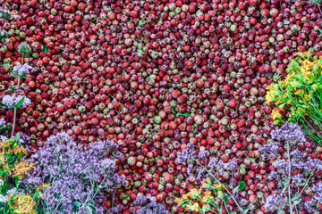 Ripe wild strawberries and fresh medicinal herbs