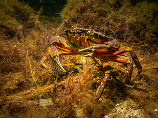 A closeup picture of a crab in a beautiful marine environment. Picture from Oresund, Malmo in southern Sweden.