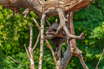 Small Raccoon, hiding between the tree branches