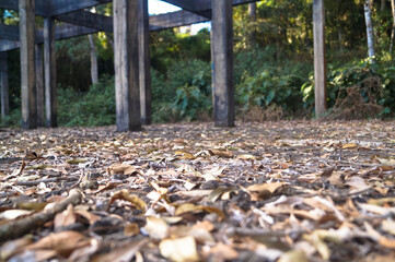 um lugar abandonado com folhas secas no chão e uma floresta ao fundo