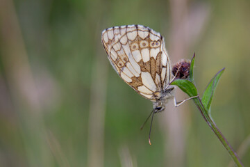 roosting marbled white