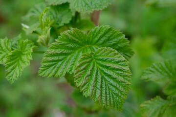 Fototapeta na wymiar Young raspberry leaf close up