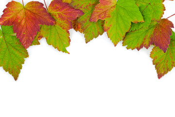 Colorful fall leaves of black currant isolated on a white background. Top view.