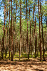 Pine forest in the Curonian Spit, a narrow peninsula separating the Baltic Sea from the Curonian Lagoon. 