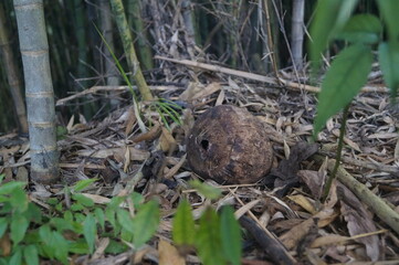 um coco seco caido e solitario em uma floresta