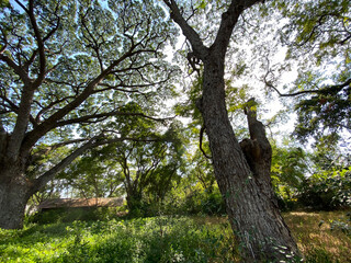 under big tree with and green field with nature sunlight background.