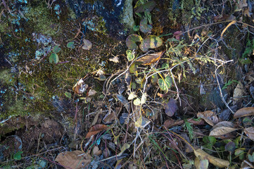 uma pedra com folhas, galhos e musgo