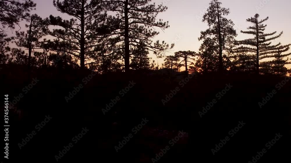 Wall mural Silhouetted pine trees in orange sunset