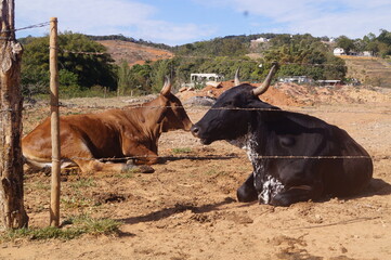 Fototapeta premium dois bois um preto e o outro marrom tomando sol na fazenda pela manha 