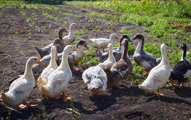 Home ducks on the field