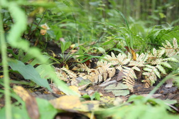 fern in the forest