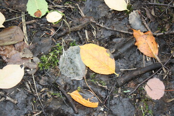autumn leaves on the ground