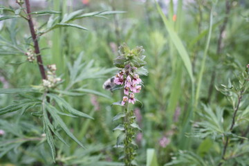 beautiful little pink flowers on a branch