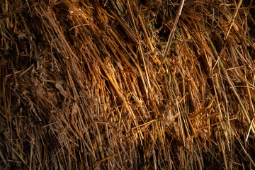  background texture dry grass hay straw yellow