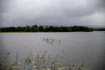 fog on the lake through green reeds at sunrise