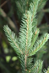 spruce twigs with needles close up