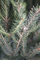 spruce twigs with needles close up