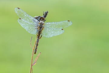 A dewy dragonfly