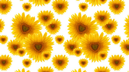 Pattern flower sunflower heart-shaped white background