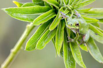 Green tree frog on plant