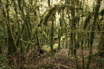 Forêt moussue