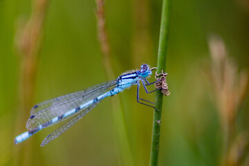 damselfly