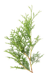 Arborvitae branch, isolated on white background. Green thuja sprig.