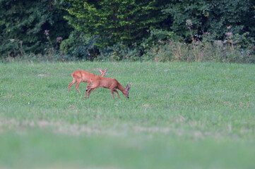 A roe deer with antlers in a rut with family walks through a meadow 