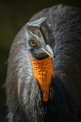 portrait of northern cassowary bird