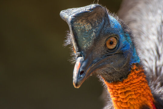 Portrait Of Northern Cassowary Bird